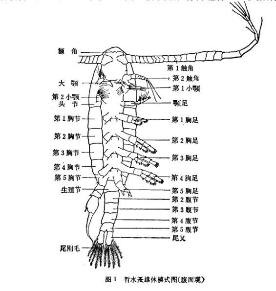 哲水蚤雄体模式图（腹面观）