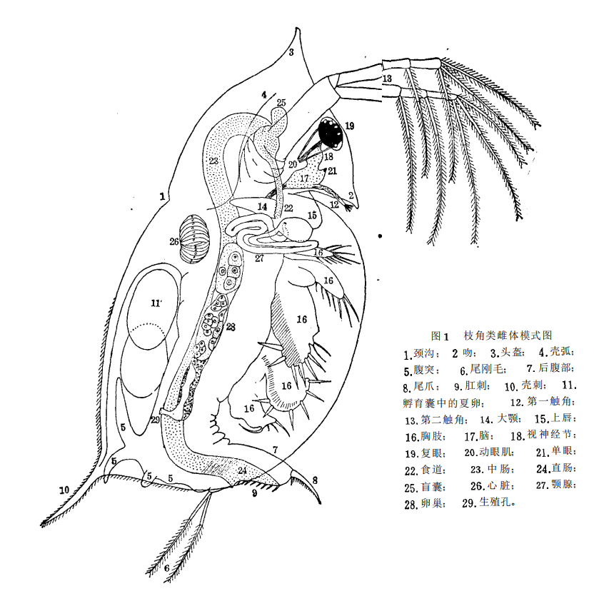 水生生物学枝角类模式图