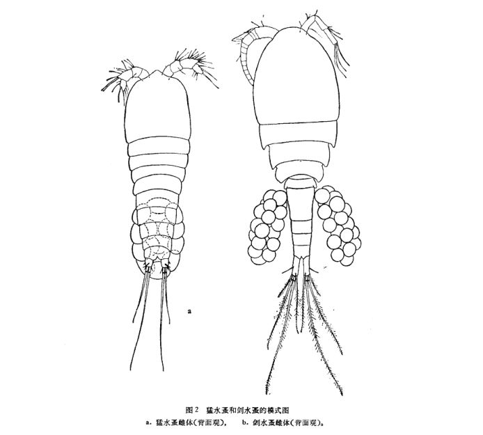 猛水蚤和剑水蚤的模式图