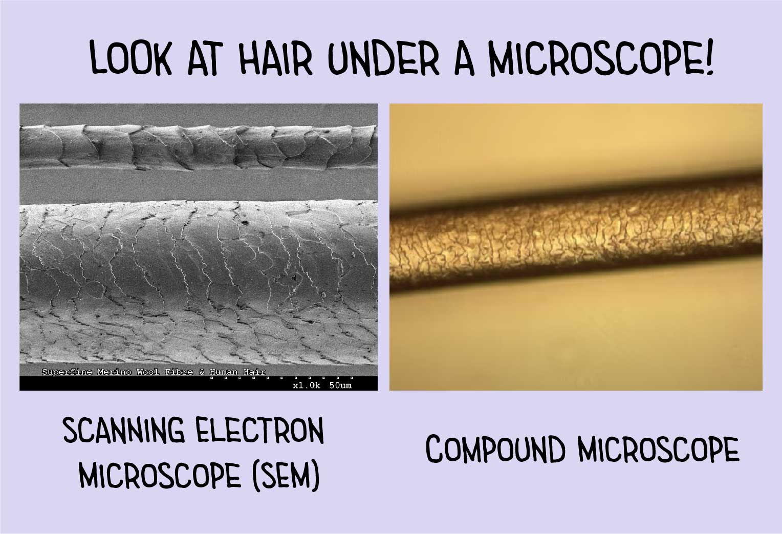 hair-under-a-microscope