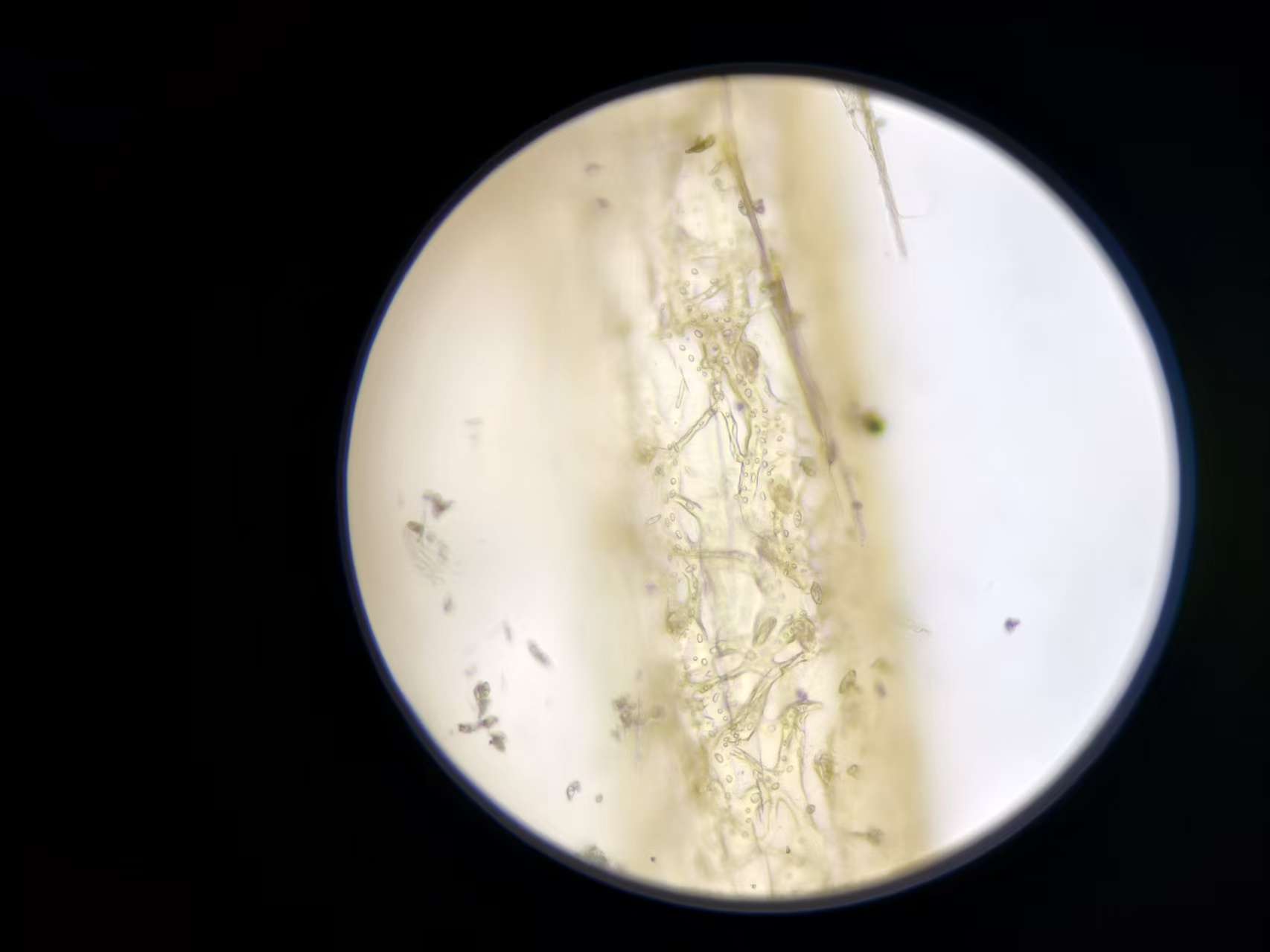 889a48ee95079579c5626c8a38a5d8aa