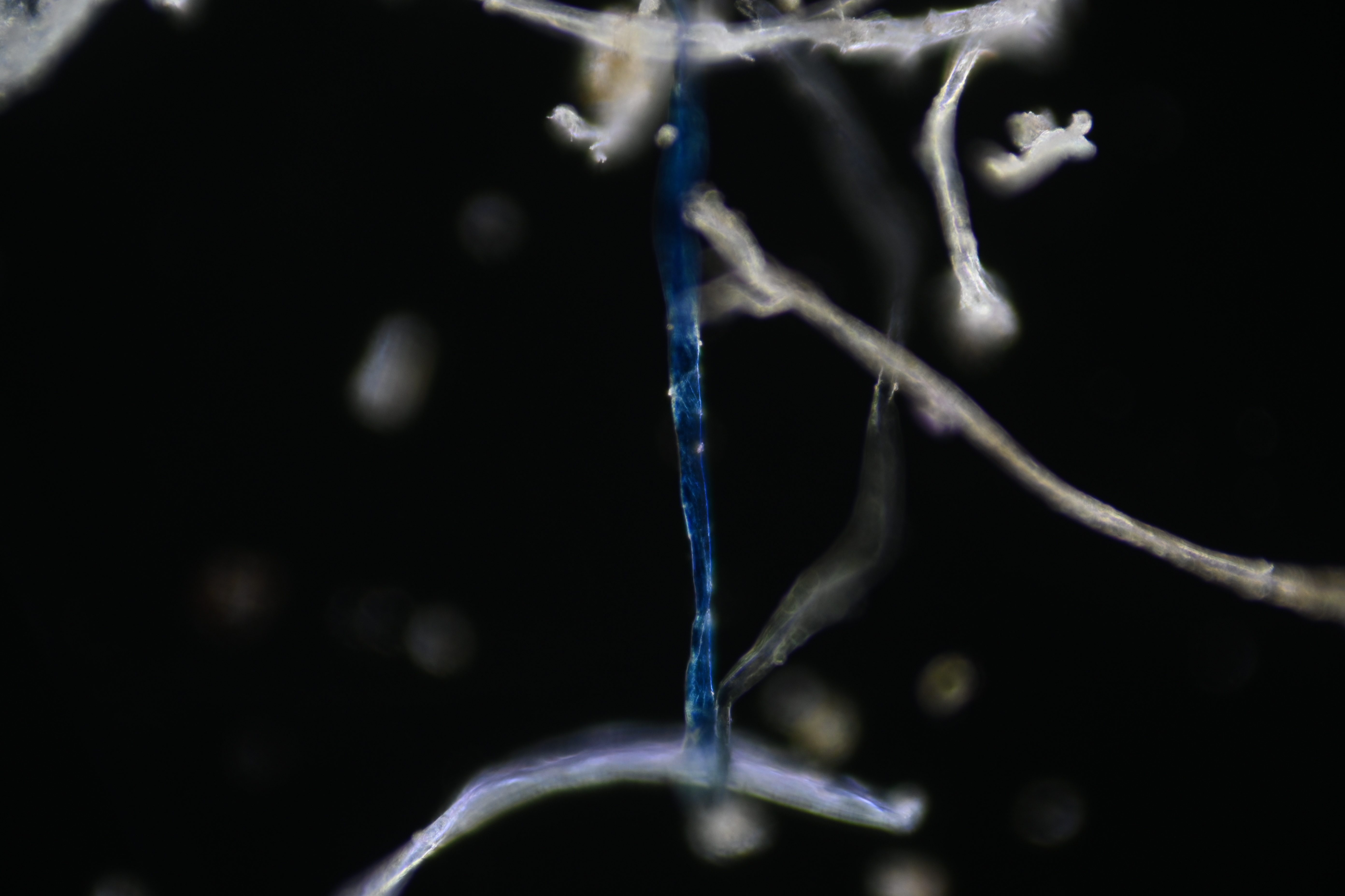 a0bb0cb6ec29e2d1d473aed50a3f95b0