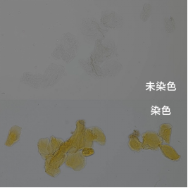 image-20260129102502933