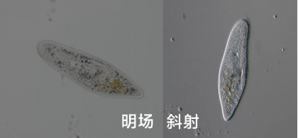 image-20260129102645302