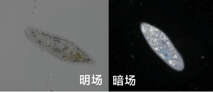 image-20260129102815928