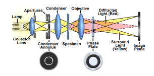 image-20260129104109748