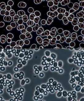 image-20260129104351276