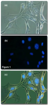 image-20260129104455626