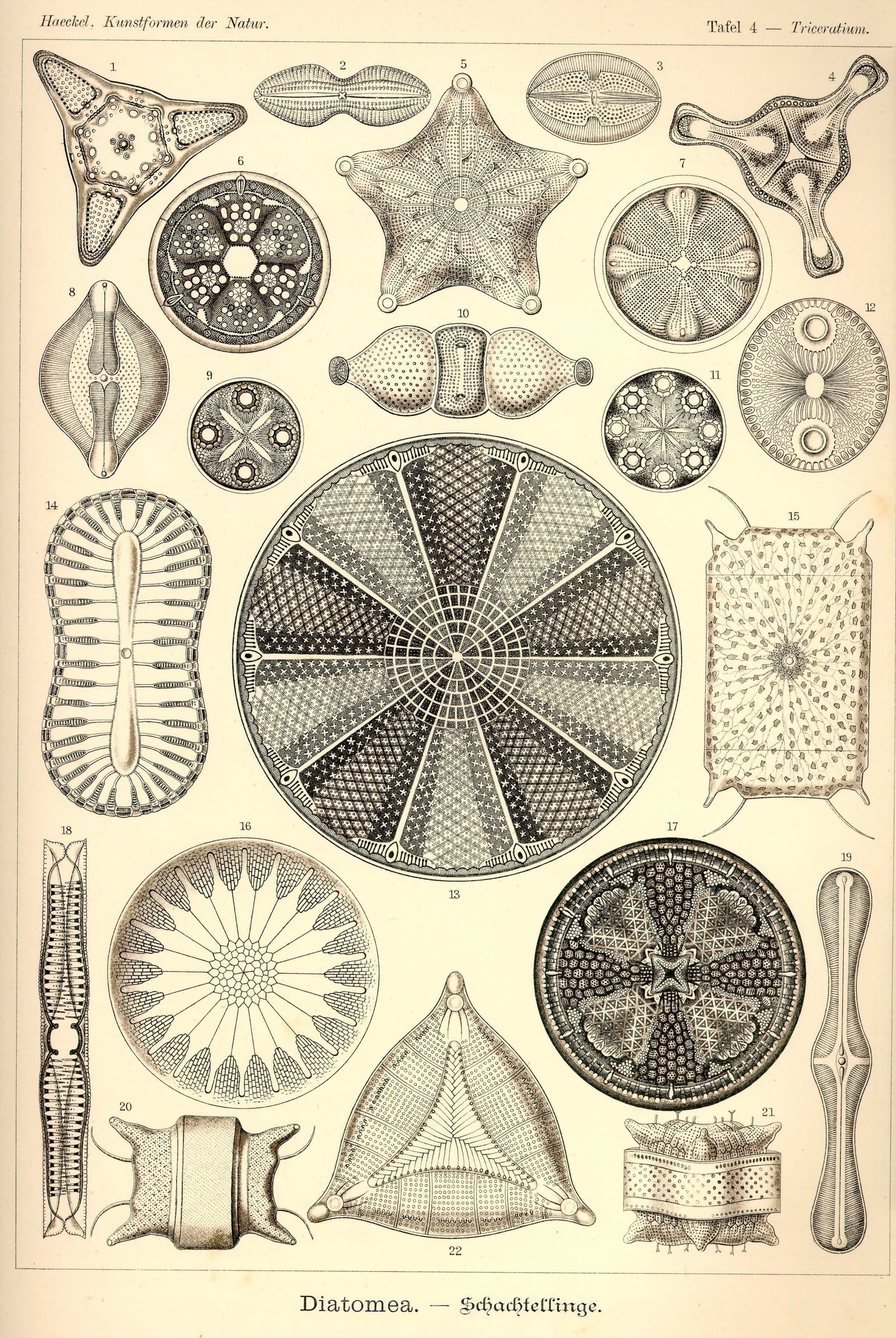 Ernst_Haeckel自然的艺术形式